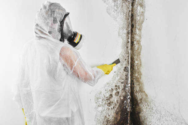 Best Attic Mold Removal  in Eastland, TX