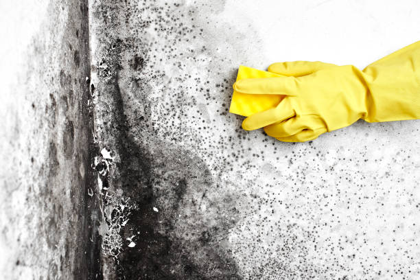 Best Mold Remediation  in Eastland, TX