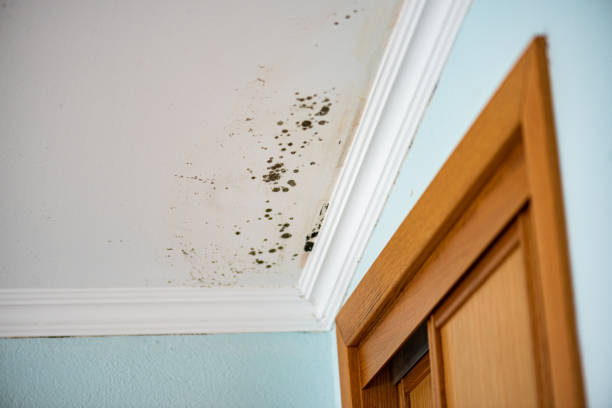Best Certified Mold Removal  in Eastland, TX
