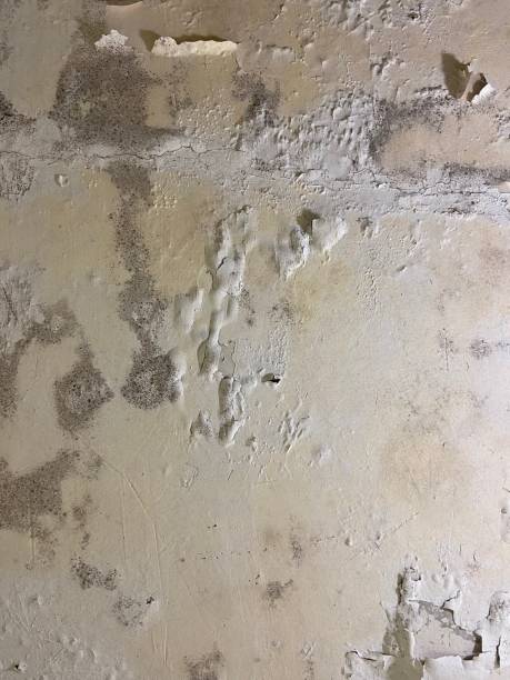 Best Mold Damage Repair  in Eastland, TX