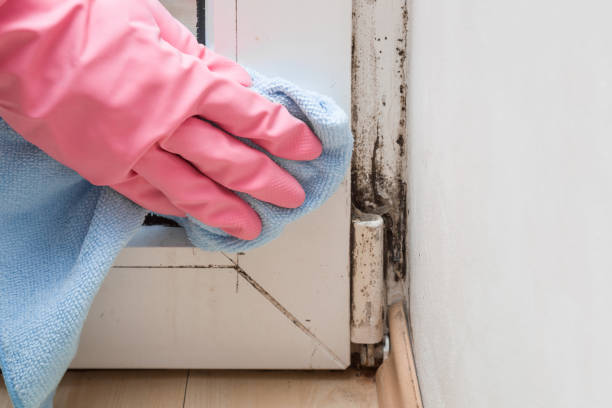 Best Mold Removal and Inspection  in Eastland, TX